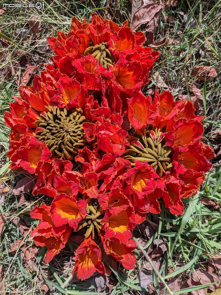 茄苳+火焰木+桑椹 台南市安平區湖濱水鳥公園 02/12