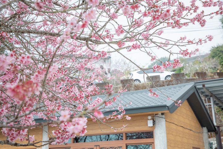 點我看大圖 阿里山櫻之道、奮起湖老街,深山處遇見滿開櫻花的露營區