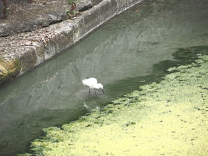 春遊關仔嶺 【嶺頂公園、好漢坡、天梯、木材故事館】、夜宿景大山莊、外掛崁頂福安宮與西口小瑞士