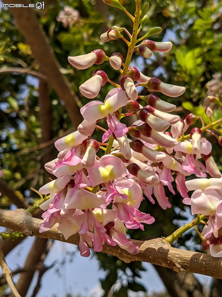 木麻黃+西印度醋栗 台南市安平區湖濱水鳥公園 03/12