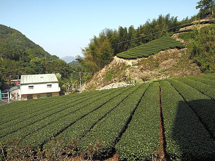 一三一四景觀台，值得一生至少遊一次的無敵美景，附掛路過的瑞太資訊站 — 春遊阿里山西北廊道 第四部