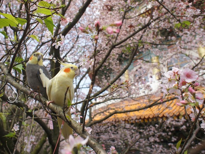 淡水一日遊|搭車去賞花、逛真正的老街 還有快吃不到的炒螃蟹