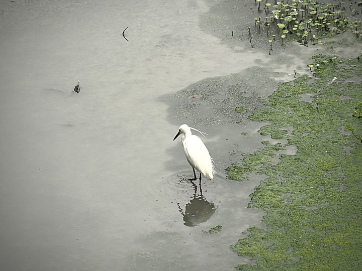 春遊關仔嶺 【嶺頂公園、好漢坡、天梯、木材故事館】、夜宿景大山莊、外掛崁頂福安宮與西口小瑞士
