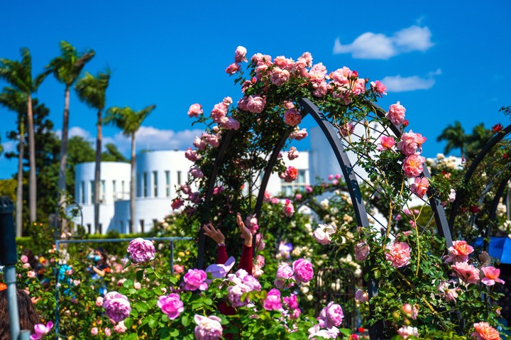 2023「花in台北」陽明山吉野櫻、臺北玫瑰展,大疆DJI RS3+z6 28-75手持穩定器簡單測試