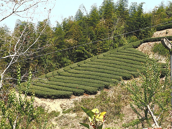 一三一四景觀台，值得一生至少遊一次的無敵美景，附掛路過的瑞太資訊站 — 春遊阿里山西北廊道 第四部