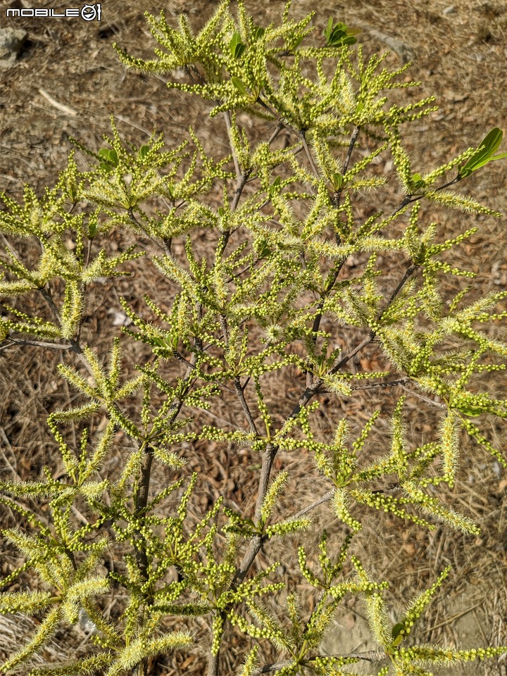 小葉欖仁 台南市安平區湖濱水鳥公園 03/25
