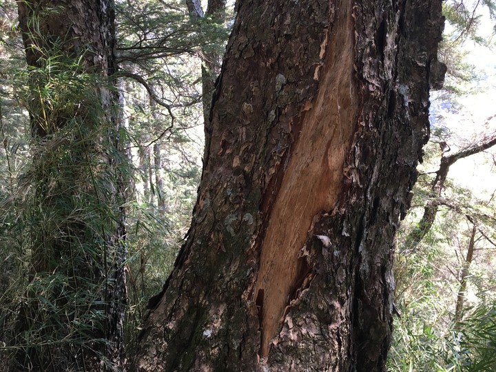 「善願必佑」的玉山西、北峰行