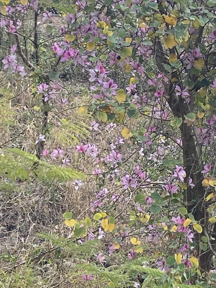 這是什麼花