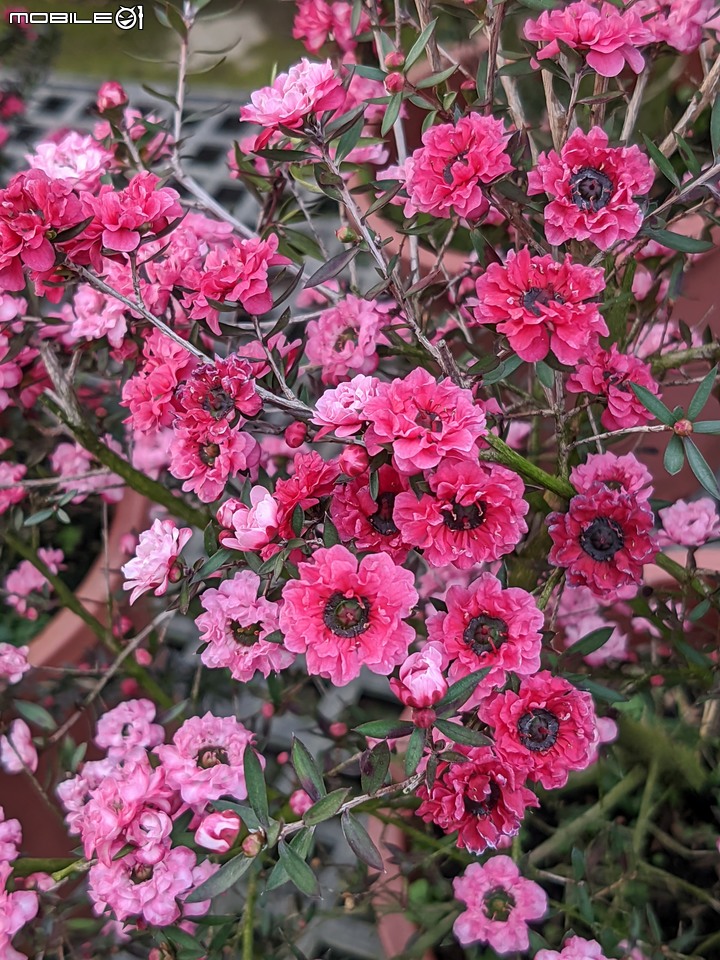 油點百合+含笑花+松紅梅 台南市歸仁區七甲花卉區 03/12