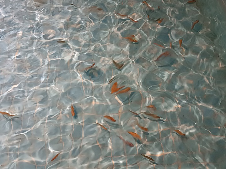 春遊關仔嶺 【嶺頂公園、好漢坡、天梯、木材故事館】、夜宿景大山莊、外掛崁頂福安宮與西口小瑞士