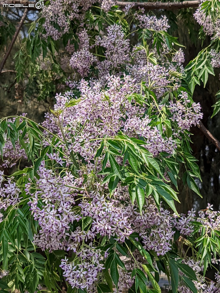 木麻黃+西印度醋栗 台南市安平區湖濱水鳥公園 03/12