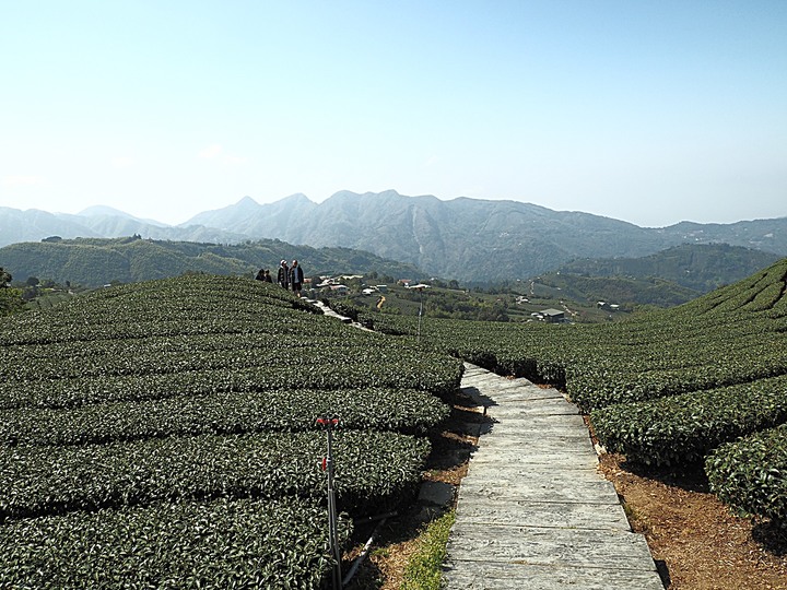 一三一四景觀台，值得一生至少遊一次的無敵美景，附掛路過的瑞太資訊站 — 春遊阿里山西北廊道 第四部