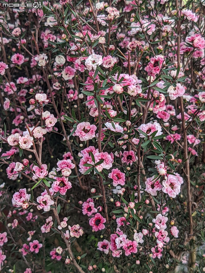 油點百合+含笑花+松紅梅 台南市歸仁區七甲花卉區 03/12