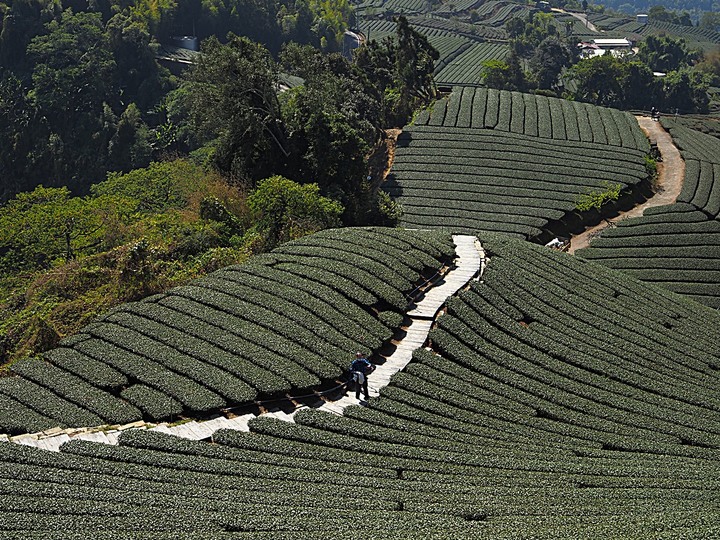 一三一四景觀台，值得一生至少遊一次的無敵美景，附掛路過的瑞太資訊站 — 春遊阿里山西北廊道 第四部