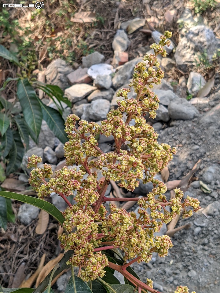 木麻黃+西印度醋栗 台南市安平區湖濱水鳥公園 03/12