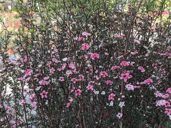 油點百合+含笑花+松紅梅 台南市歸仁區七甲花卉區 03/12