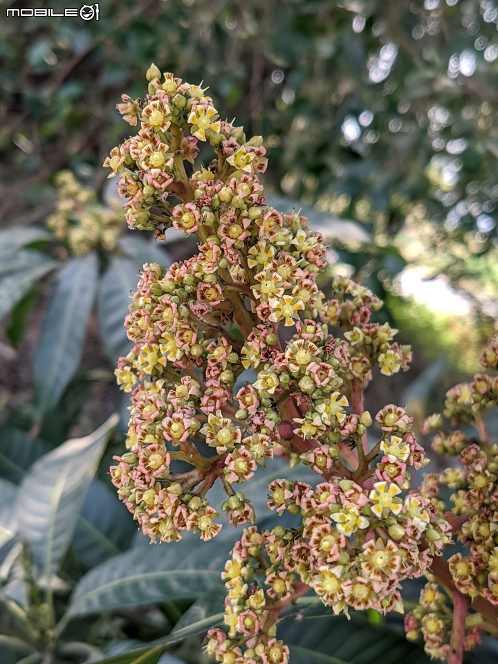 木麻黃+西印度醋栗 台南市安平區湖濱水鳥公園 03/12