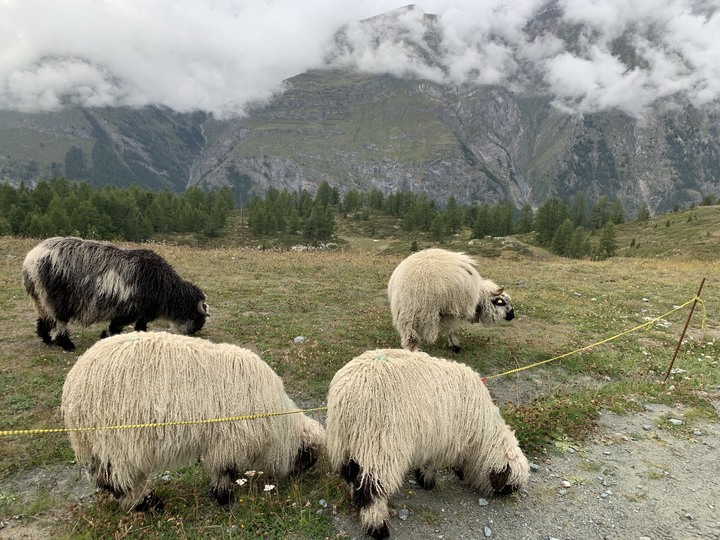 「瑜伽越野跑」Zermatt / Matterhorn 🇨🇭 瑞士策馬特／馬特洪峰