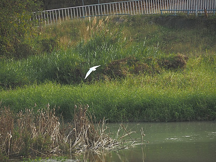 春遊關仔嶺 【嶺頂公園、好漢坡、天梯、木材故事館】、夜宿景大山莊、外掛崁頂福安宮與西口小瑞士