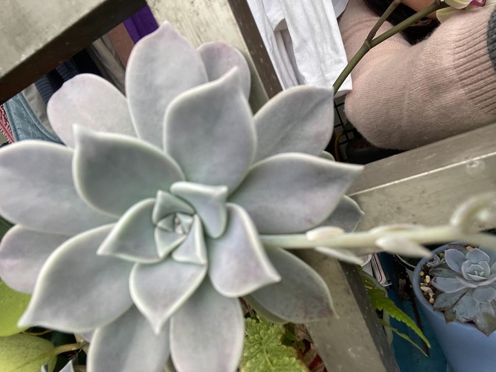要開花了~~
