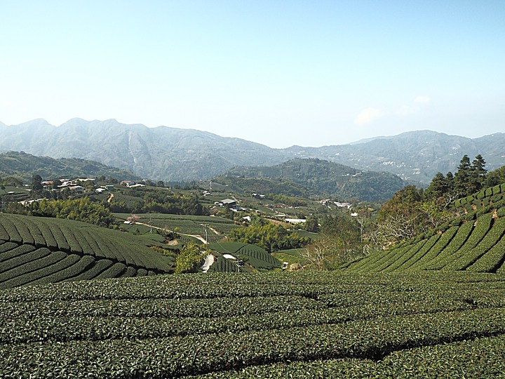 一三一四景觀台，值得一生至少遊一次的無敵美景，附掛路過的瑞太資訊站 — 春遊阿里山西北廊道 第四部