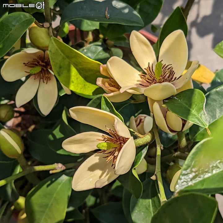 油點百合+含笑花+松紅梅 台南市歸仁區七甲花卉區 03/12