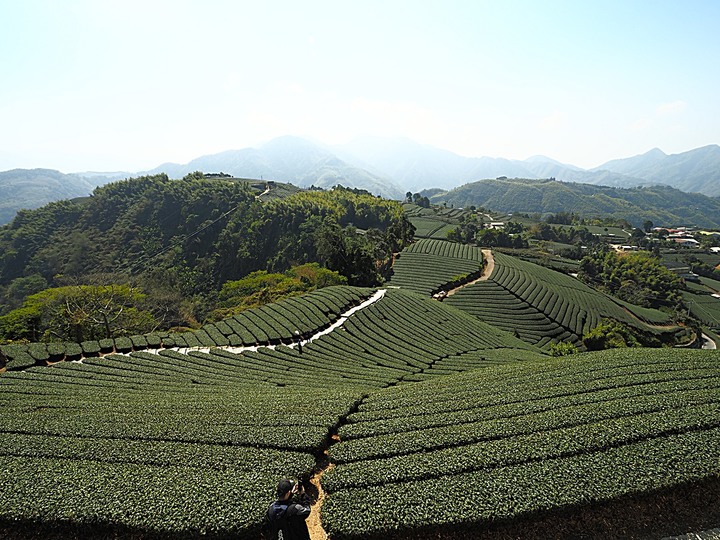 一三一四景觀台，值得一生至少遊一次的無敵美景，附掛路過的瑞太資訊站 — 春遊阿里山西北廊道 第四部
