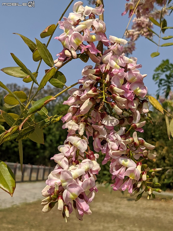 木麻黃+西印度醋栗 台南市安平區湖濱水鳥公園 03/12