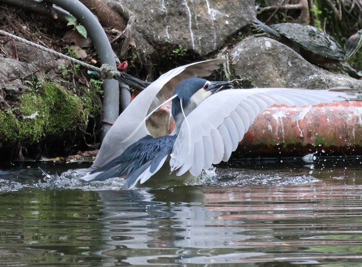 輕便拍~Canon R10 + RF 100-400mm