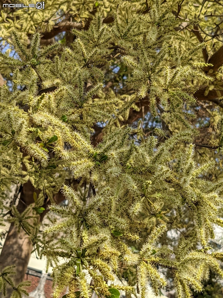 小葉欖仁 台南市安平區湖濱水鳥公園 03/25
