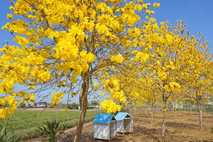 隱身茶鄉，加油站旁黃金風鈴木爆開啦！把握花期出發賞花去