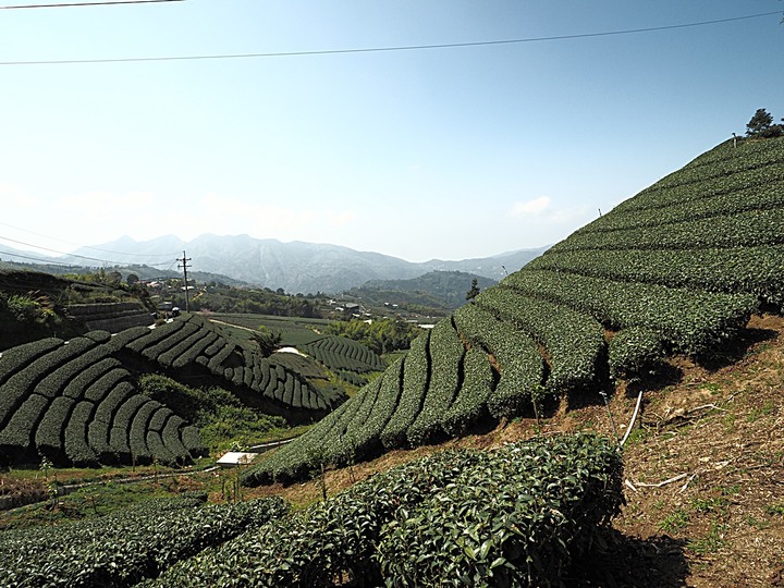 一三一四景觀台，值得一生至少遊一次的無敵美景，附掛路過的瑞太資訊站 — 春遊阿里山西北廊道 第四部