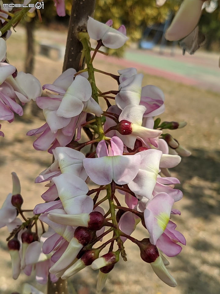 木麻黃+西印度醋栗 台南市安平區湖濱水鳥公園 03/12