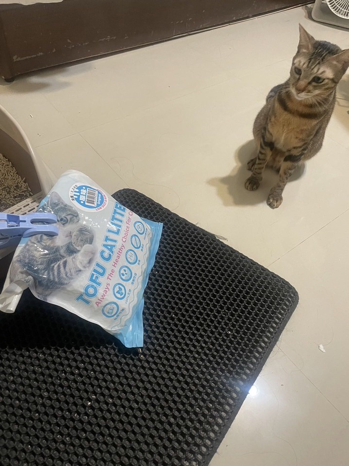 好用貓砂分享