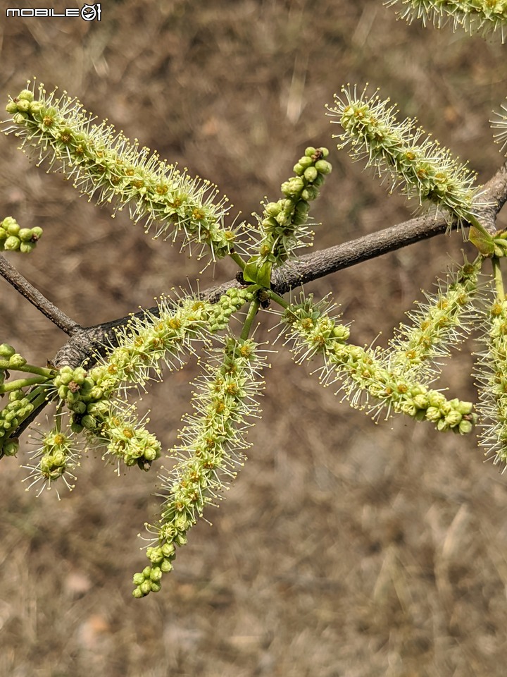小葉欖仁 台南市安平區湖濱水鳥公園 03/25
