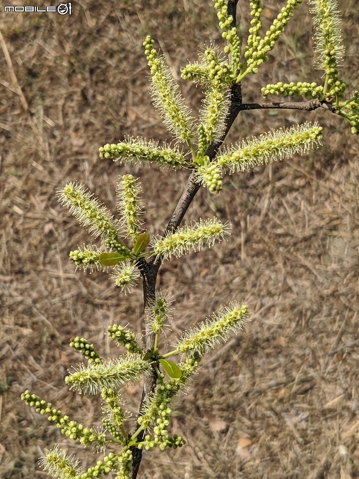 小葉欖仁 台南市安平區湖濱水鳥公園 03/25