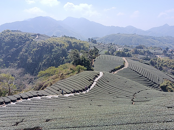 一三一四景觀台，值得一生至少遊一次的無敵美景，附掛路過的瑞太資訊站 — 春遊阿里山西北廊道 第四部