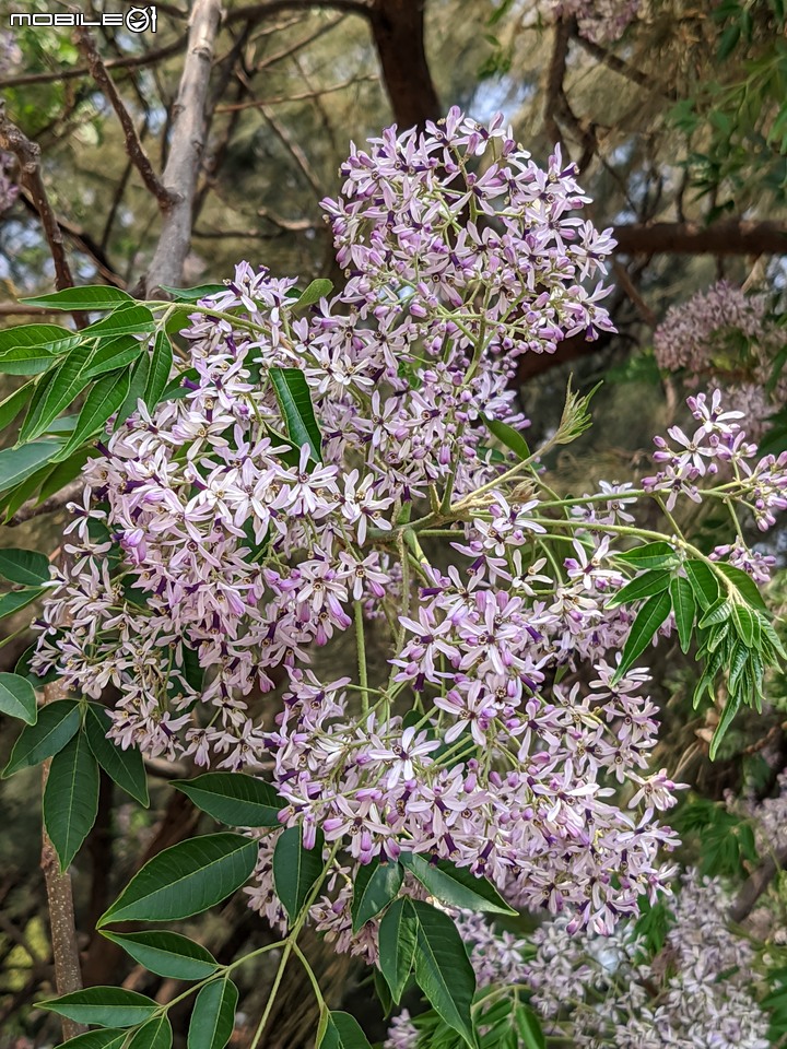 木麻黃+西印度醋栗 台南市安平區湖濱水鳥公園 03/12