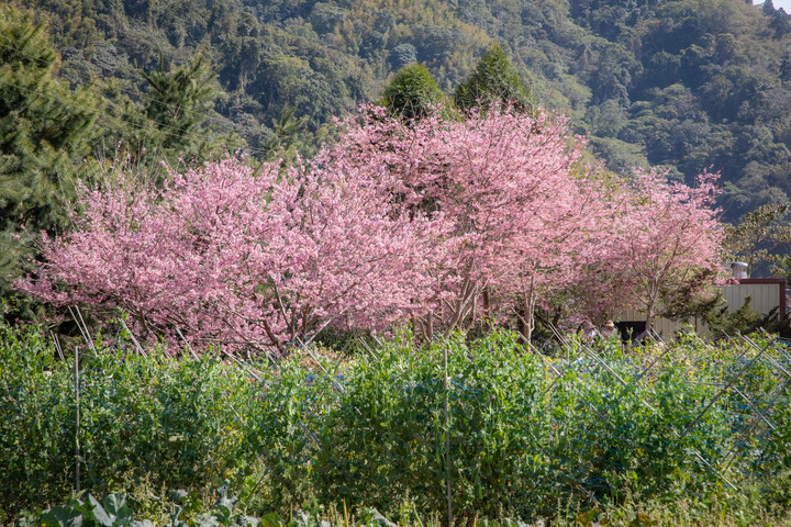 草嶺半日遊 石壁蘇家農場 / 雲嶺之丘 / 五元二角 / 萬年峽谷