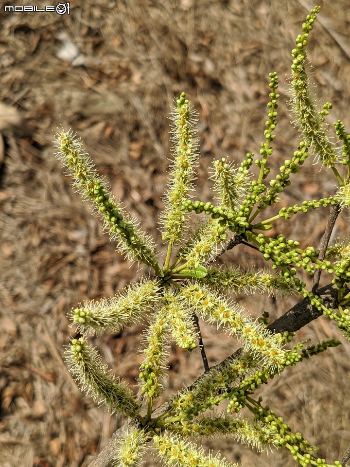 小葉欖仁 台南市安平區湖濱水鳥公園 03/25