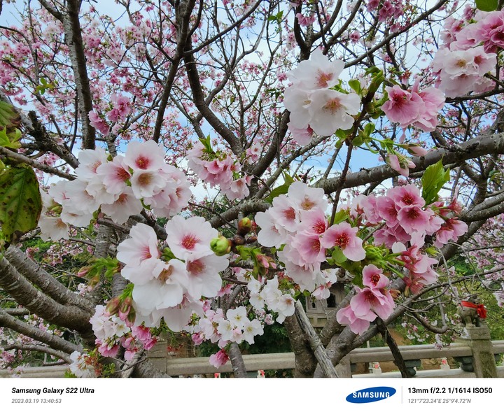 Samsung Galaxy S22 Ultra 竹林山觀音寺 拍櫻花