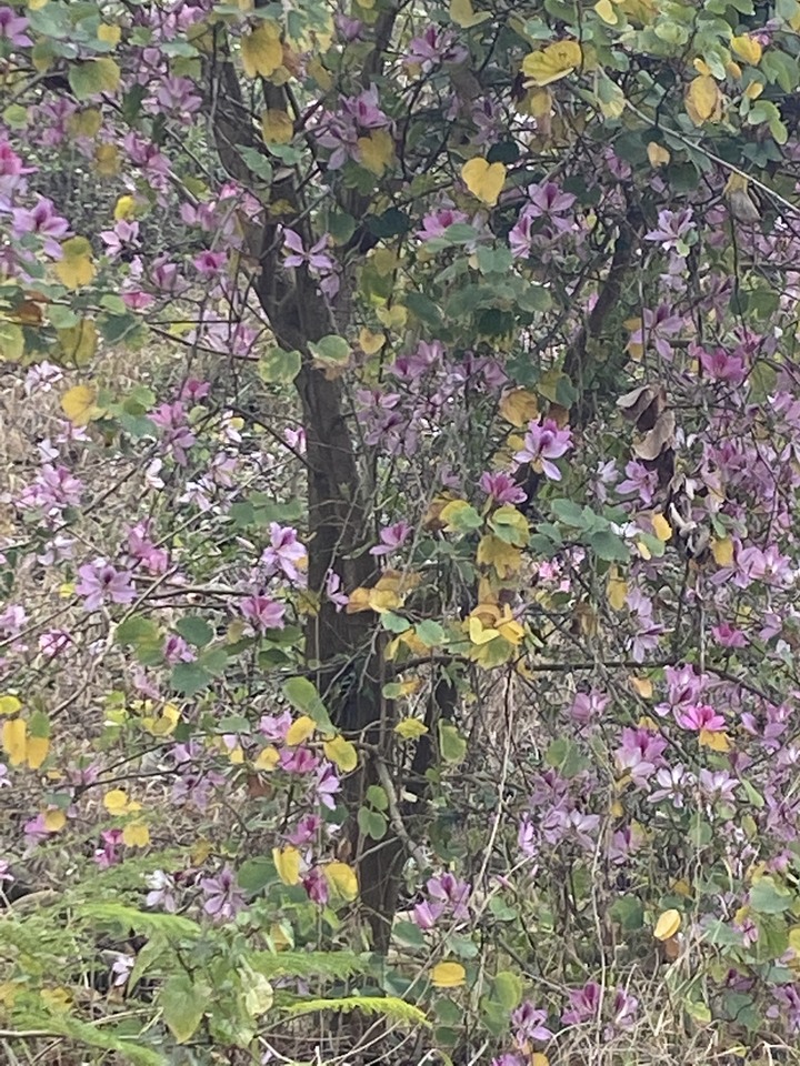 這是什麼花