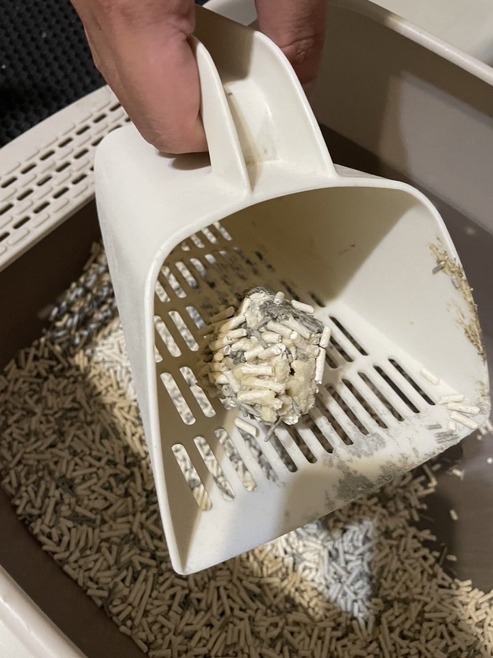 好用貓砂分享
