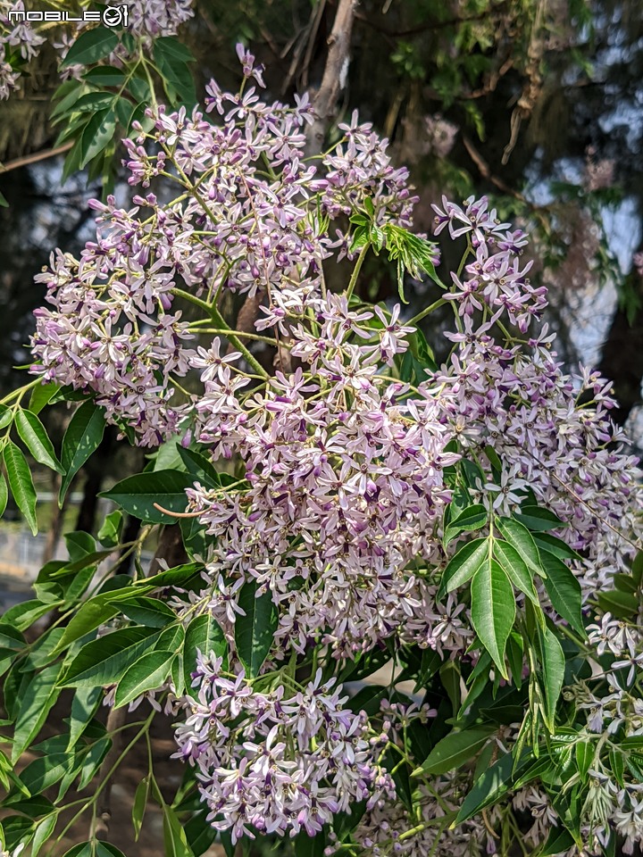 木麻黃+西印度醋栗 台南市安平區湖濱水鳥公園 03/12