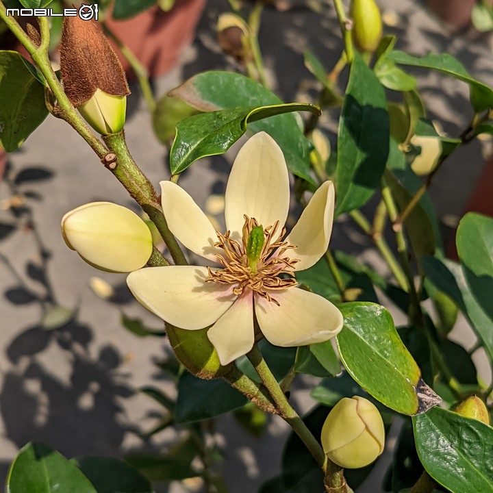 油點百合+含笑花+松紅梅 台南市歸仁區七甲花卉區 03/12