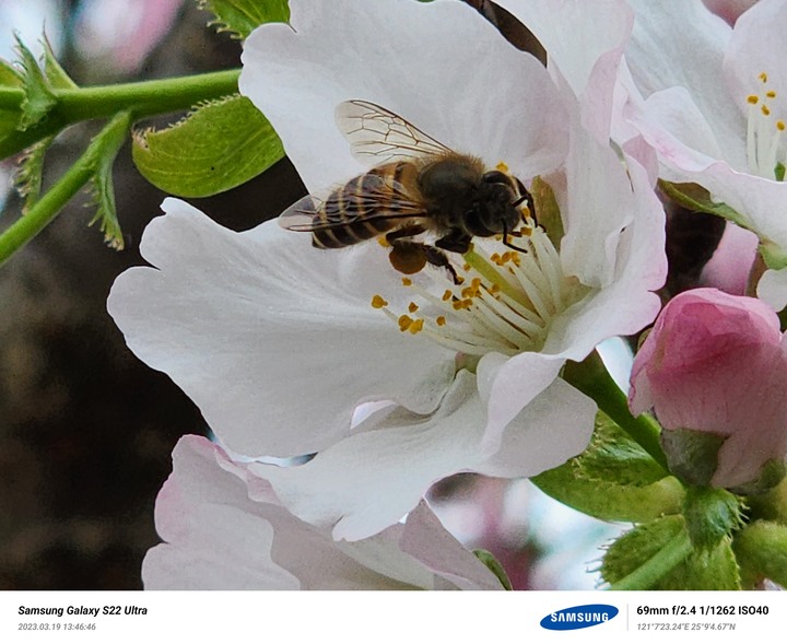 Samsung Galaxy S22 Ultra 竹林山觀音寺 拍櫻花