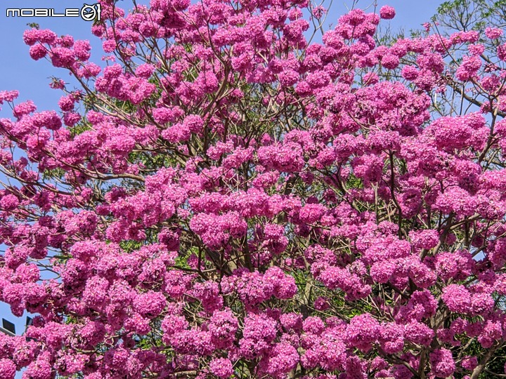 蜀葵花 台南市學甲區光華里 02/27
