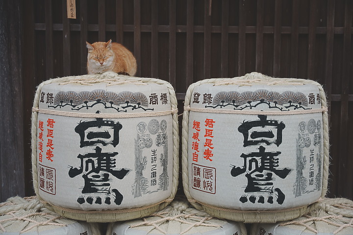 點我看大圖 【遊記】熊野三山秘境巡禮|紀伊半島之旅
