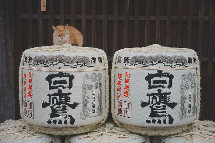 【遊記】熊野三山秘境巡禮｜紀伊半島之旅