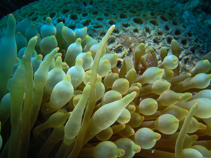 【水下閃燈練習】很久沒交作業了，趁著清明連假趕緊下水拍拍，找回水感
